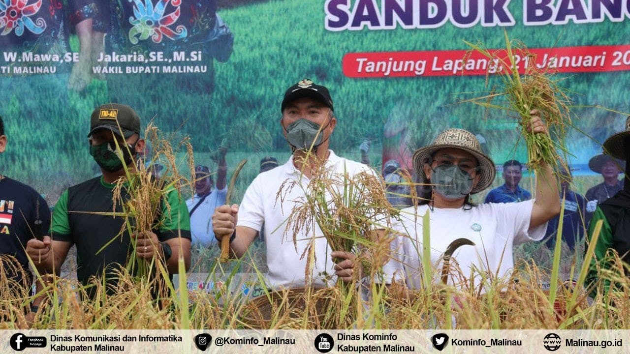 Bupati Panen Bersama Dengan Kelompok Tani Sanduk Bange