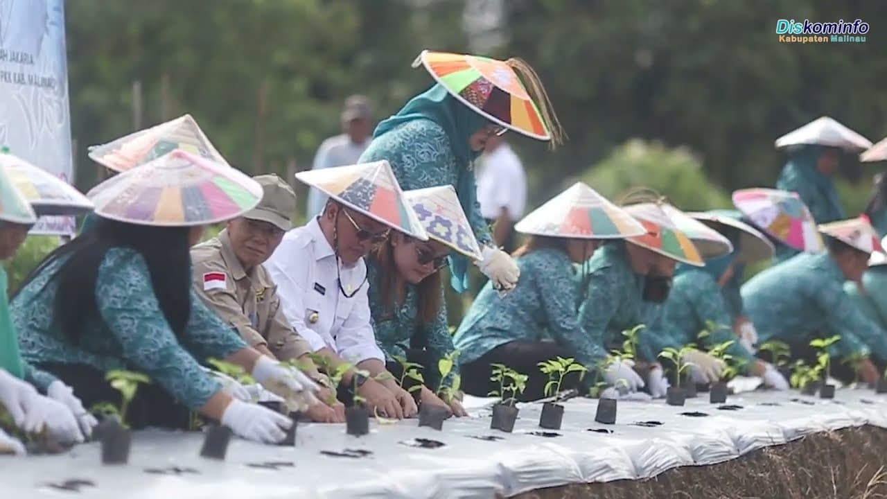 Gerakan Tanam Cabai Oleh PKK Kabupaten Malinau